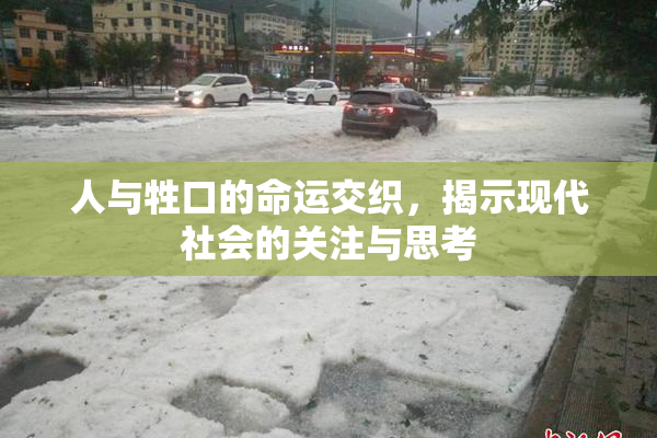 人与牲口的命运交织，揭示现代社会的关注与思考