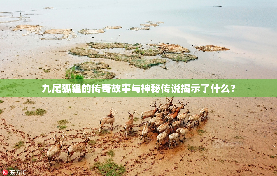 九尾狐狸的传奇故事与神秘传说揭示了什么？