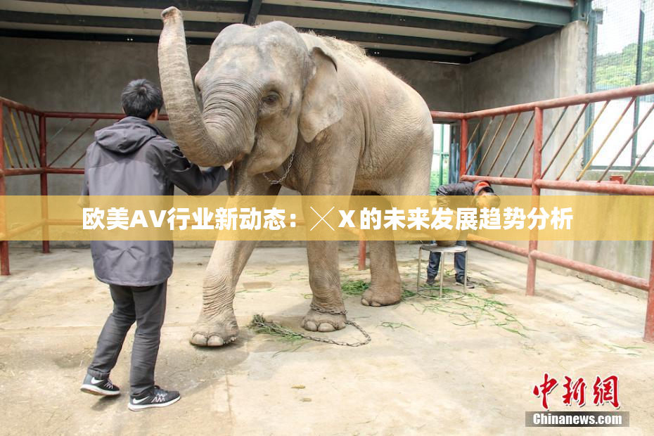 欧美AV行业新动态：╳Ⅹ的未来发展趋势分析