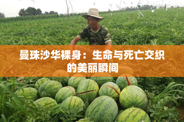 曼珠沙华裸身：生命与死亡交织的美丽瞬间