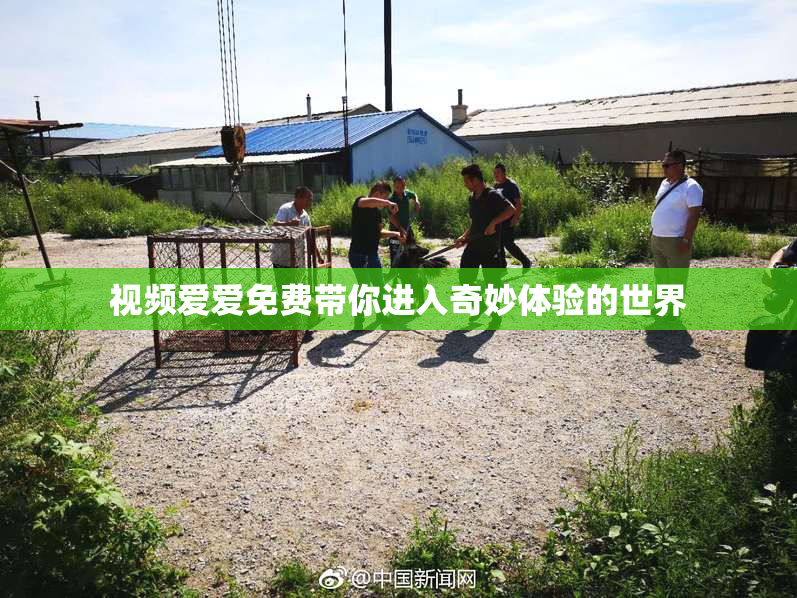 视频爱爱免费带你进入奇妙体验的世界