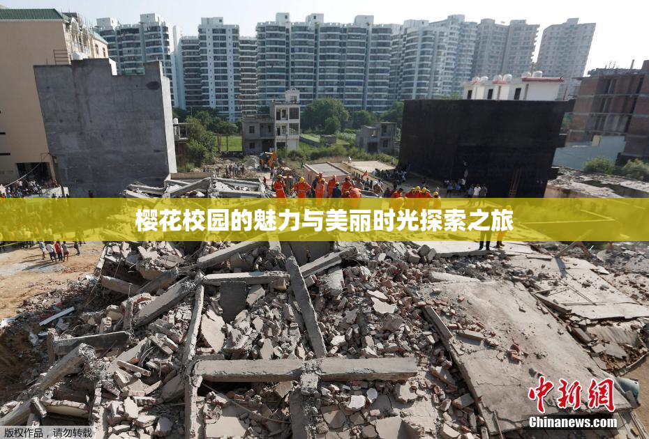 樱花校园的魅力与美丽时光探索之旅