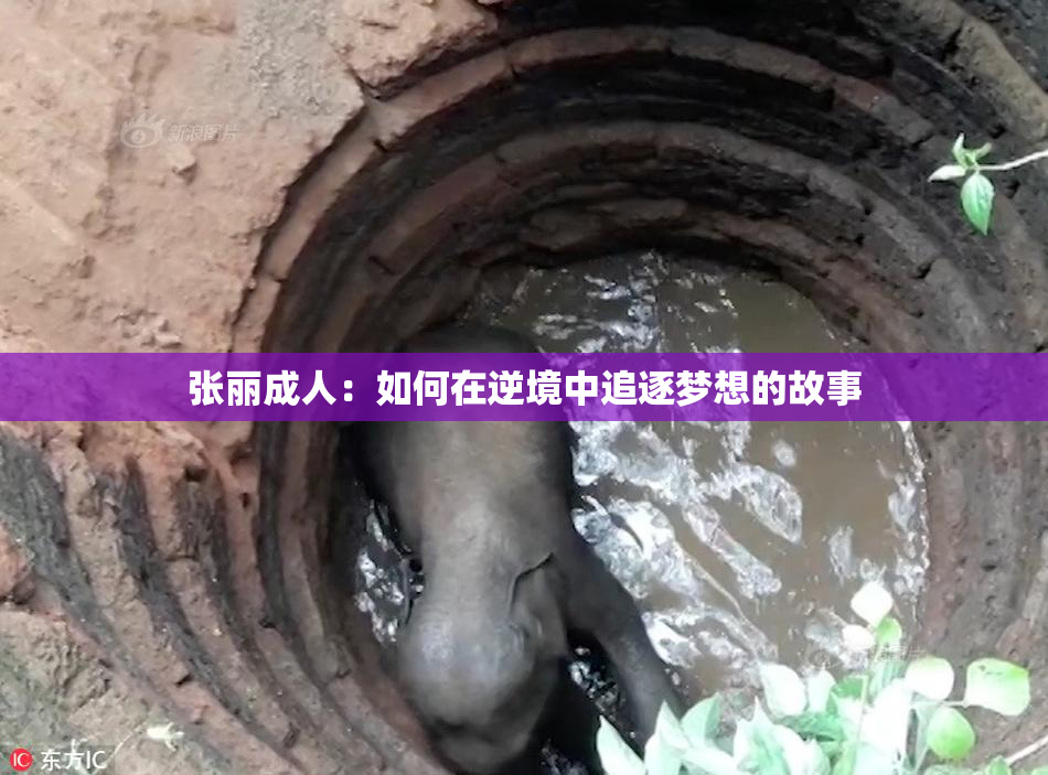张丽成人：如何在逆境中追逐梦想的故事