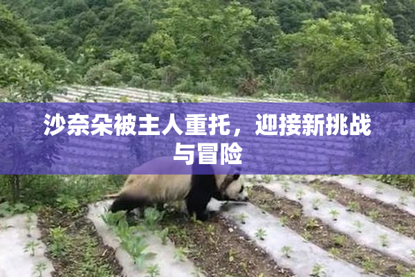 沙奈朵被主人重托，迎接新挑战与冒险