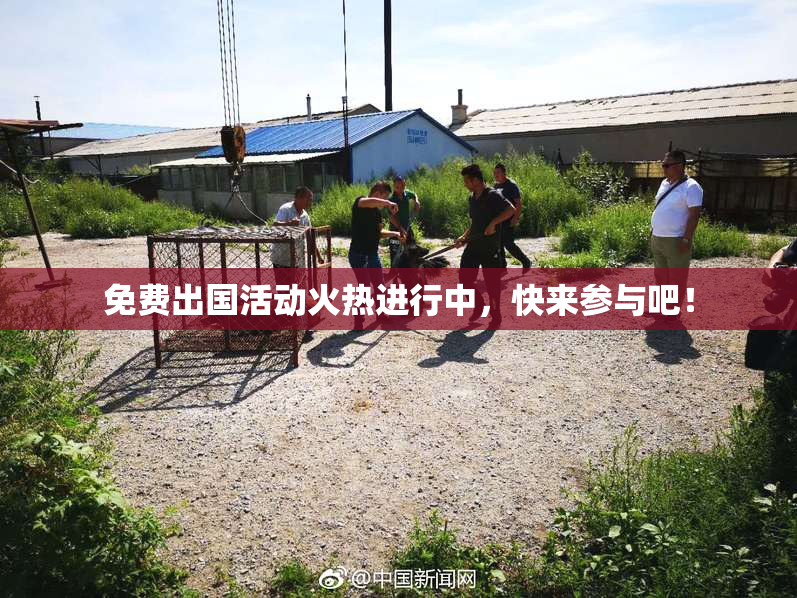 免费出国活动火热进行中，快来参与吧！