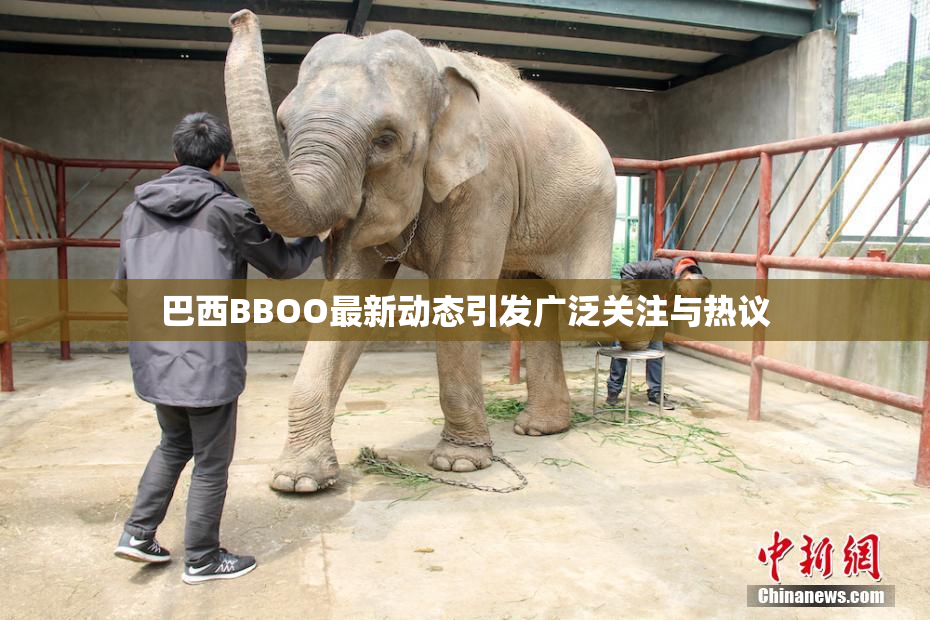 巴西BBOO最新动态引发广泛关注与热议