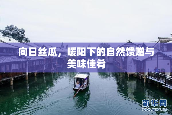 向日丝瓜，暖阳下的自然馈赠与美味佳肴