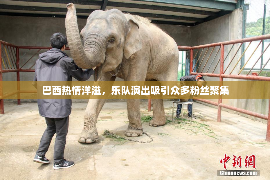 巴西热情洋溢，乐队演出吸引众多粉丝聚集