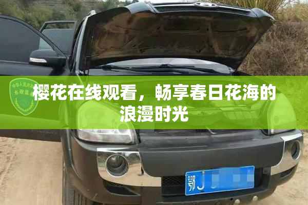 樱花在线观看，畅享春日花海的浪漫时光
