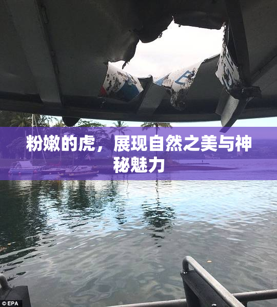 粉嫩的虎，展现自然之美与神秘魅力