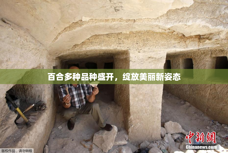 百合多种品种盛开，绽放美丽新姿态