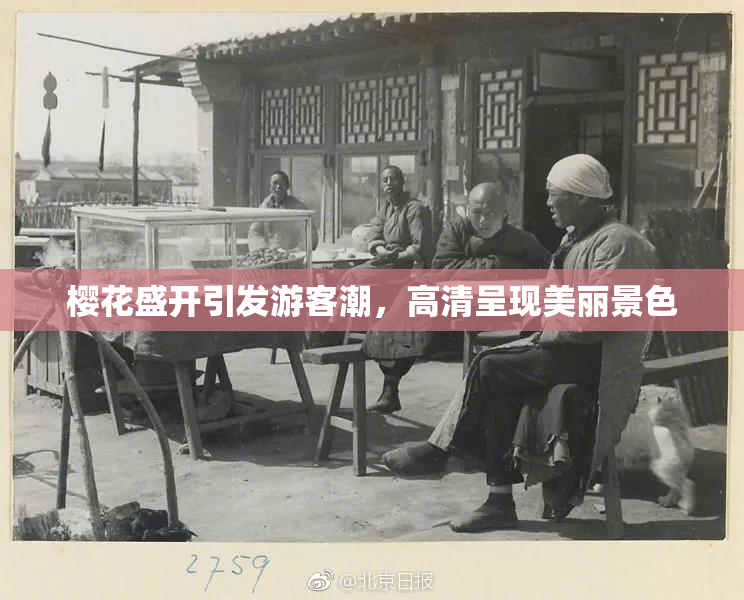 樱花盛开引发游客潮，高清呈现美丽景色