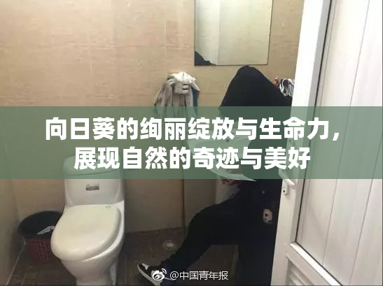 向日葵的绚丽绽放与生命力，展现自然的奇迹与美好