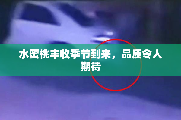 水蜜桃丰收季节到来，品质令人期待