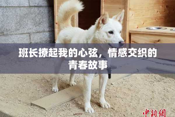 班长撩起我的心弦，情感交织的青春故事