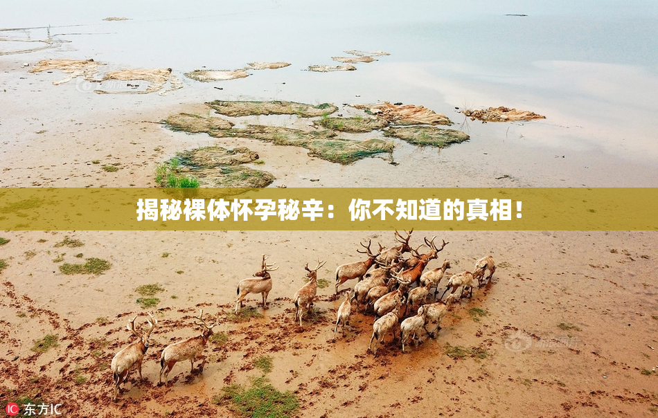 揭秘裸体怀孕秘辛：你不知道的真相！