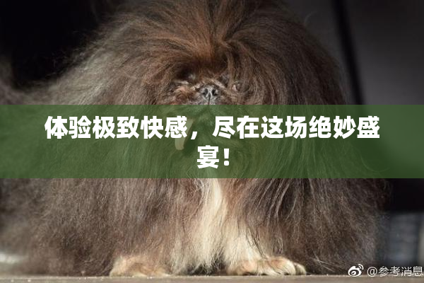 体验极致快感，尽在这场绝妙盛宴！