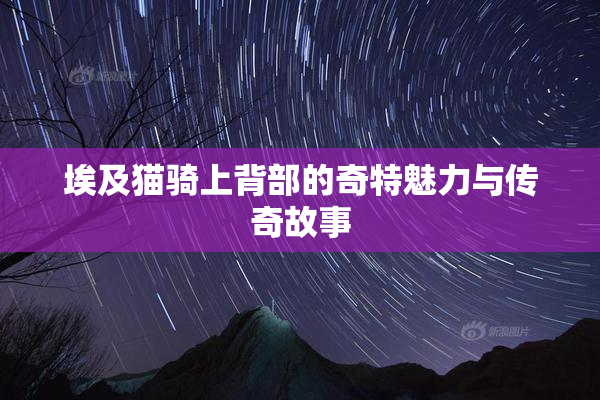 埃及猫骑上背部的奇特魅力与传奇故事