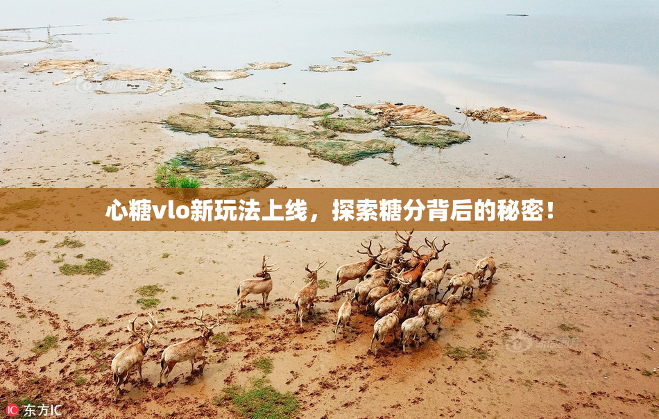心糖vlo新玩法上线，探索糖分背后的秘密！