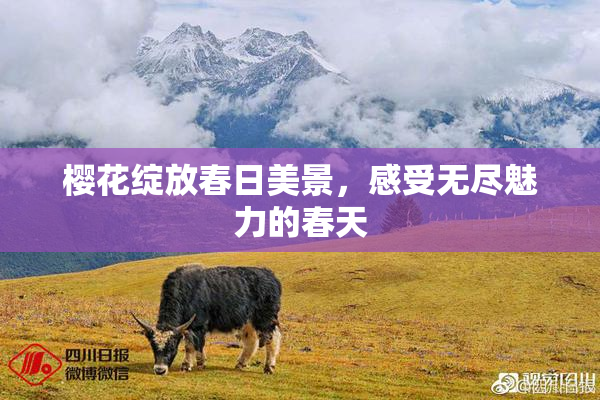 樱花绽放春日美景，感受无尽魅力的春天