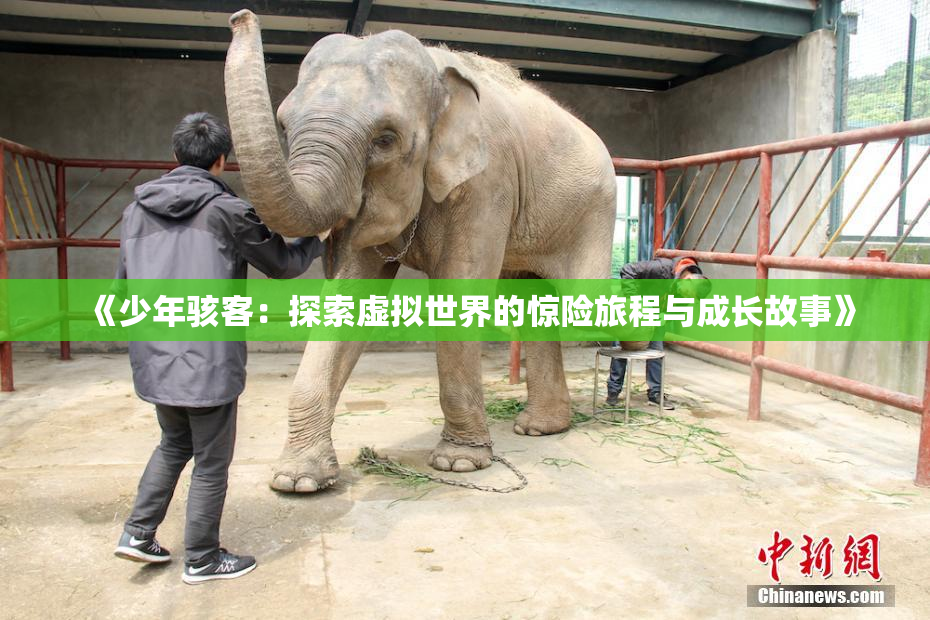 《少年骇客：探索虚拟世界的惊险旅程与成长故事》