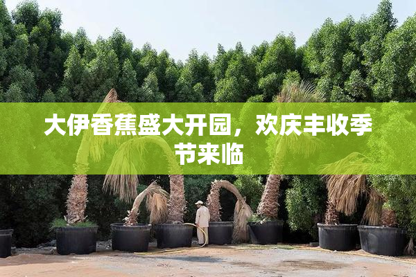 大伊香蕉盛大开园，欢庆丰收季节来临