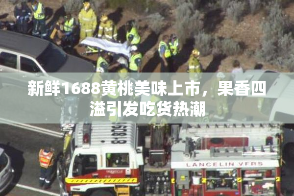 新鲜1688黄桃美味上市，果香四溢引发吃货热潮