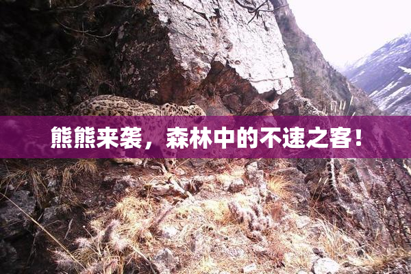 熊熊来袭，森林中的不速之客！