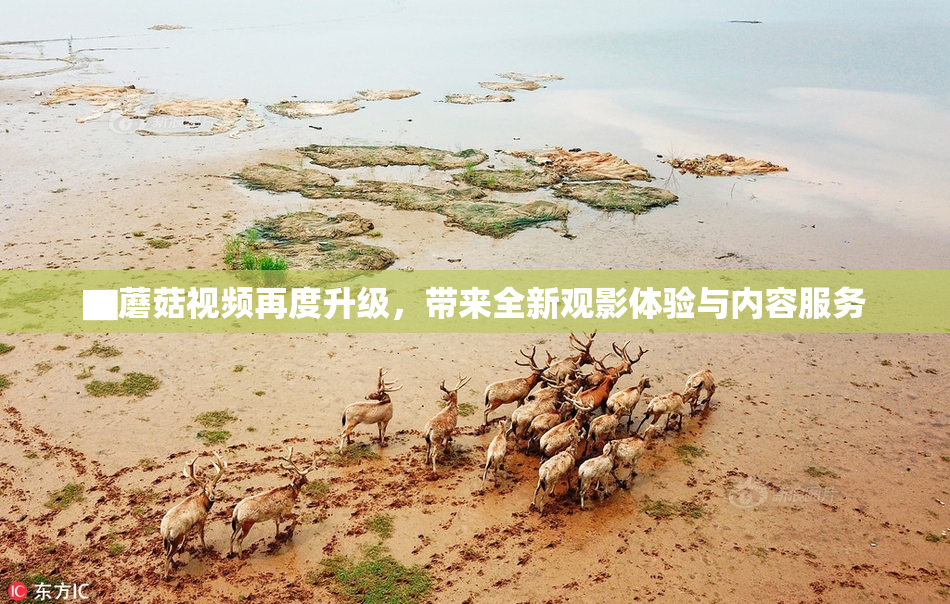 ▇蘑菇视频再度升级，带来全新观影体验与内容服务