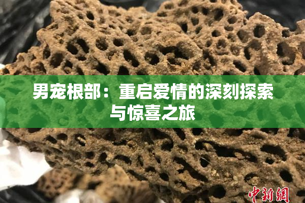 男宠根部：重启爱情的深刻探索与惊喜之旅