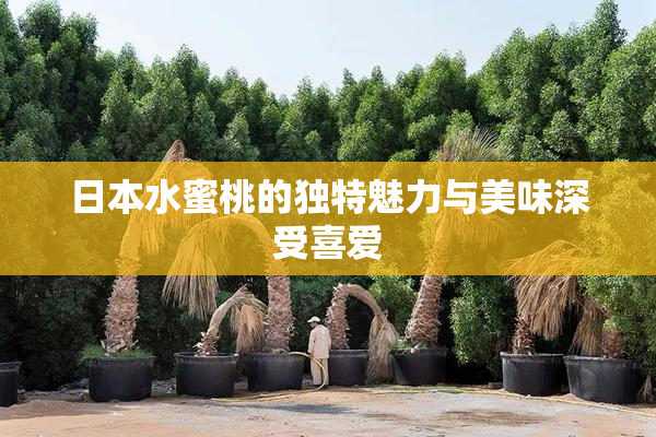 日本水蜜桃的独特魅力与美味深受喜爱