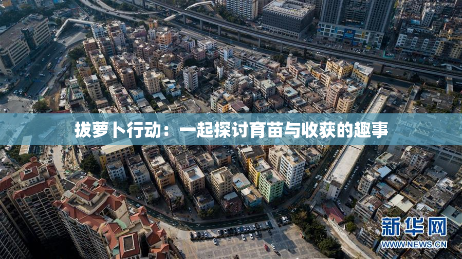 拔萝卜行动：一起探讨育苗与收获的趣事