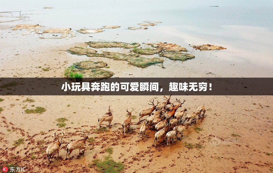 小玩具奔跑的可爱瞬间，趣味无穷！