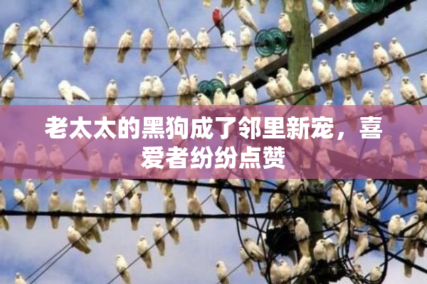 老太太的黑狗成了邻里新宠，喜爱者纷纷点赞