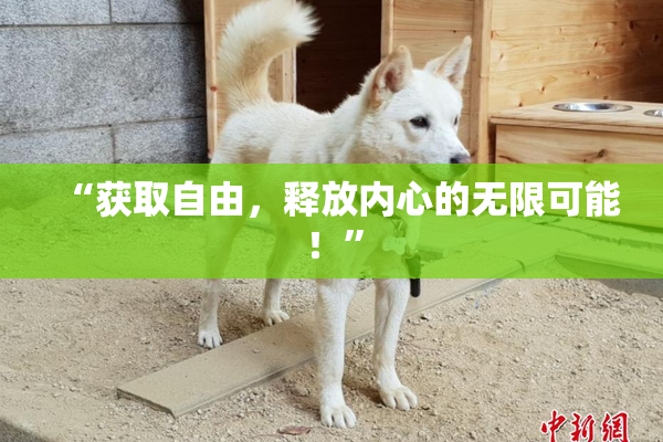 “获取自由，释放内心的无限可能！”