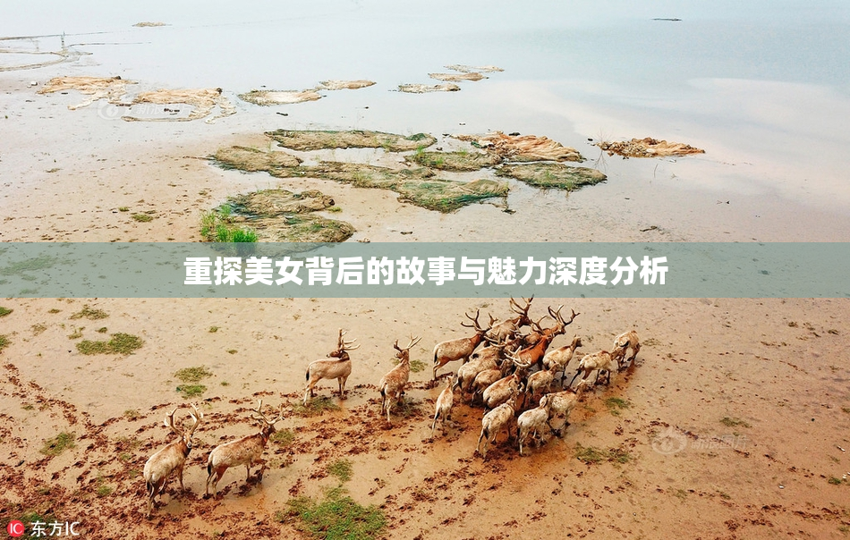 重探美女背后的故事与魅力深度分析