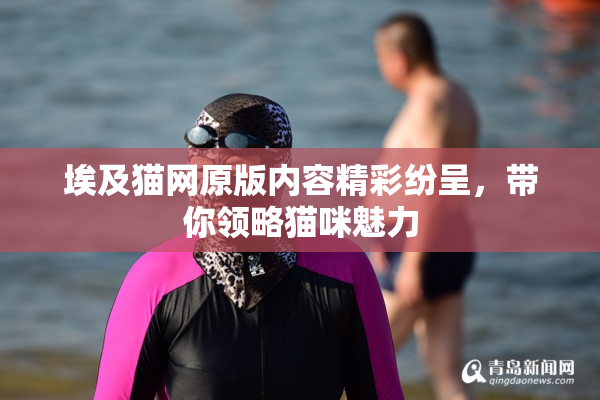 埃及猫网原版内容精彩纷呈，带你领略猫咪魅力