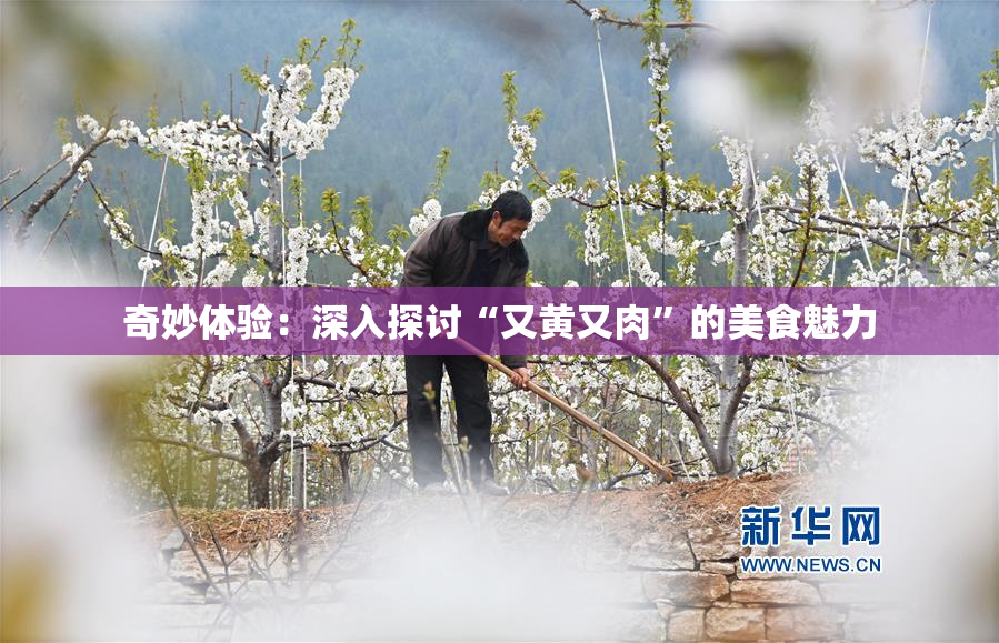 奇妙体验：深入探讨“又黄又肉”的美食魅力