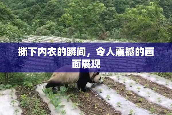 撕下内衣的瞬间，令人震撼的画面展现