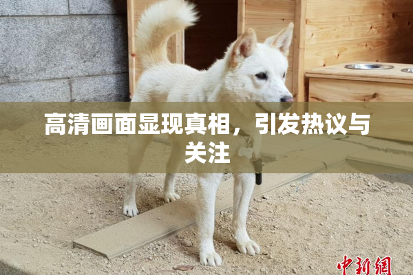 高清画面显现真相，引发热议与关注