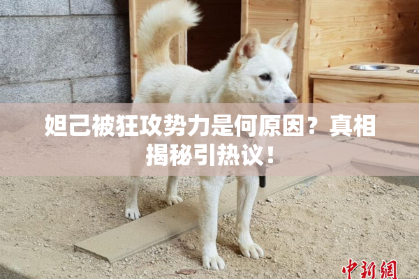 妲己被狂攻势力是何原因？真相揭秘引热议！
