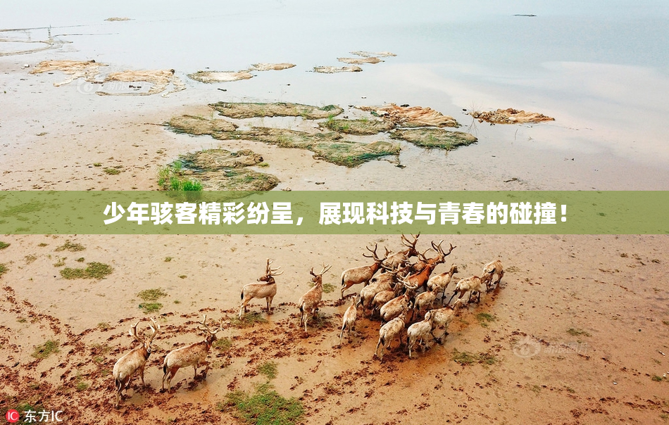 少年骇客精彩纷呈，展现科技与青春的碰撞！