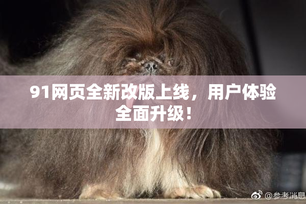 91网页全新改版上线，用户体验全面升级！