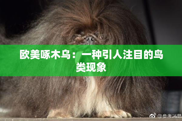 欧美啄木乌：一种引人注目的鸟类现象