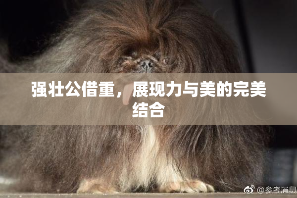 强壮公借重，展现力与美的完美结合