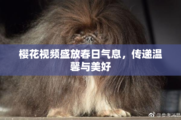 樱花视频盛放春日气息，传递温馨与美好