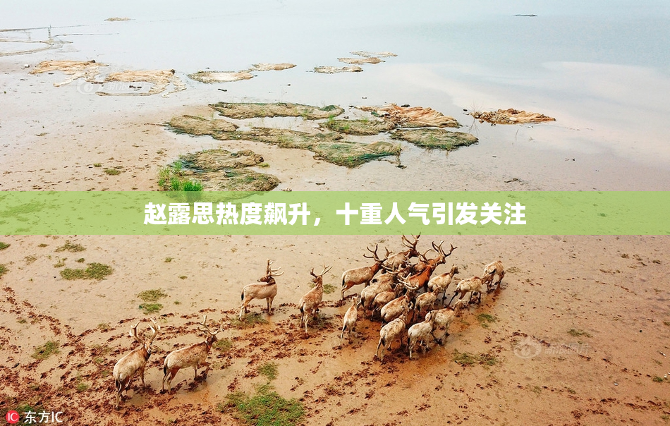 赵露思热度飙升，十重人气引发关注