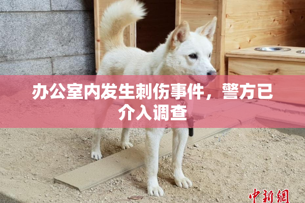 办公室内发生刺伤事件，警方已介入调查