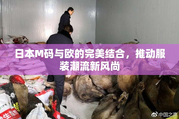 日本M码与欧的完美结合，推动服装潮流新风尚