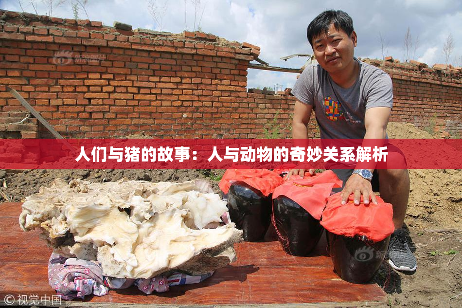 人们与猪的故事：人与动物的奇妙关系解析